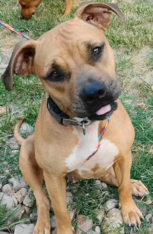 REYA - Terrier available for adoption