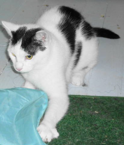 adoptable Cat in Frankston, TX named A-Opie