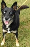 adoptable Dog in frankston, TX named Teyla