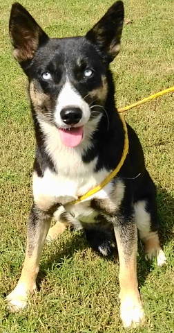 adoptable Dog in Frankston, TX named Tinsley