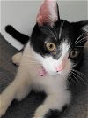 adoptable Cat in frankston, TX named A-Tinker Bell