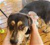 adoptable Dog in frankston, TX named A-Michael