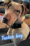 adoptable Dog in  named A-Tucker