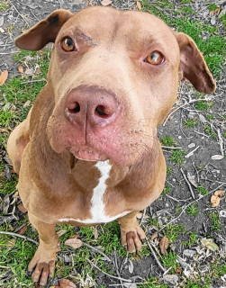 adoptable Dog in Frankston, TX named A-Rambo