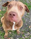 adoptable Dog in frankston, TX named A-Rambo