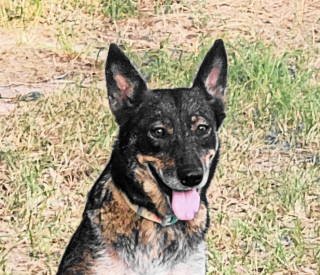adoptable Dog in Frankston, TX named A-Sadie