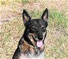 adoptable Dog in frankston, TX named A-Sadie