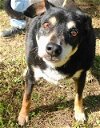 adoptable Dog in frankston, TX named Alvey