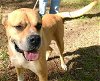 adoptable Dog in frankston, TX named Jacoby