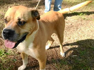 JACOBY - Boxer available for adoption