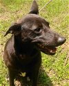 adoptable Dog in frankston, TX named Alyana