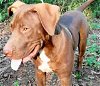 adoptable Dog in frankston, TX named Wish Bone