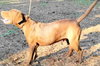 Wish Bone - Photo 4