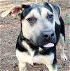 adoptable Dog in frankston, TX named Ricky