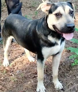 RICKY - German Shepherd Dog available for adoption