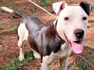 Adilynn - Boxer