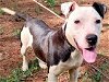 adoptable Dog in frankston, TX named Adilynn