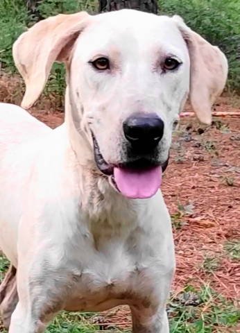 adoptable Dog in Frankston, TX named Cora