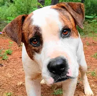 Rory - Boxer