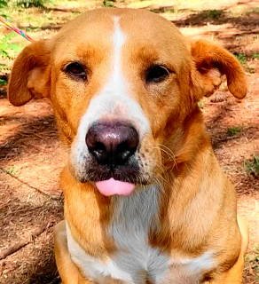 adoptable Dog in Frankston, TX named Amris