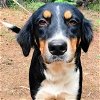 adoptable Dog in frankston, TX named Kolani