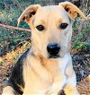 adoptable Dog in frankston, TX named Paxton