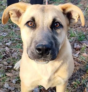 adoptable Dog in Frankston, TX named Carlene