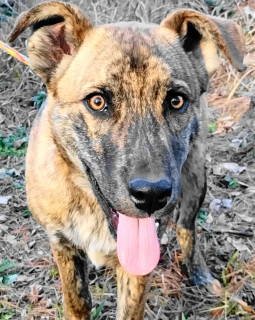 adoptable Dog in Frankston, TX named Cassius