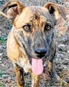 adoptable Dog in frankston, tx, TX named Cassius