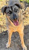 adoptable Dog in frankston, TX named A-Blu