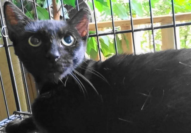 A-Mitzy Barn Cat