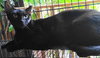 A-Mitzy Barn Cat - Photo 2