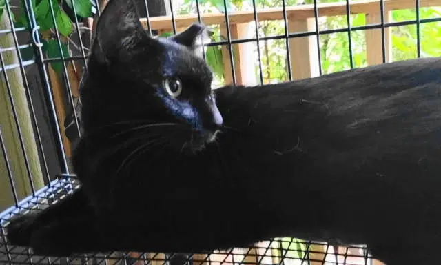 A-Mitzy Barn Cat image 3