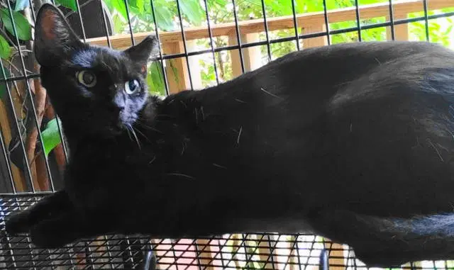 A-Mitzy Barn Cat image 4
