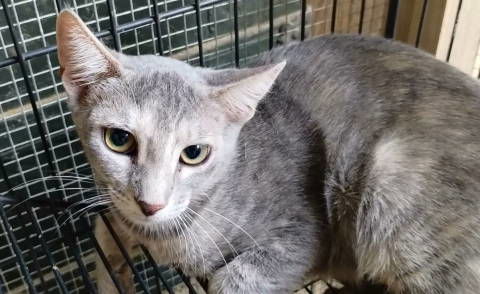 adoptable Cat in Frankston, TX named A-Ellia - Barn Cat