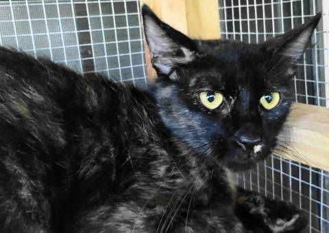 adoptable Cat in Frankston, TX named A-Tora - Barn Cat