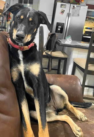 adoptable Dog in Frankston, TX named A-Tater