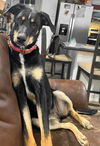 adoptable Dog in  named A-Tater