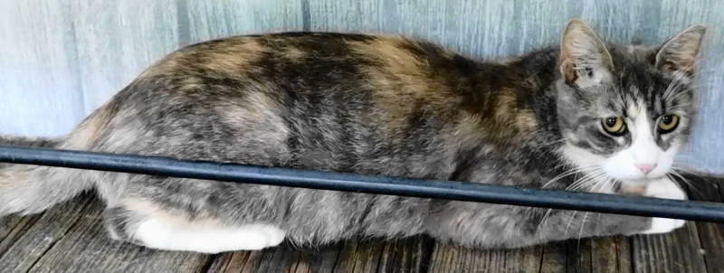 adoptable Cat in Frankston, TX named Corinne