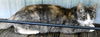 adoptable Cat in frankston, TX named Corinne