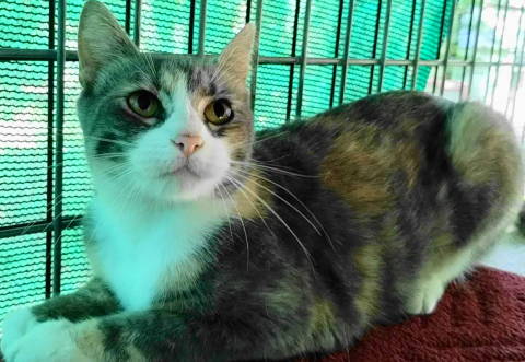 picture of the cat needing adoption
