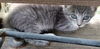 adoptable Cat in frankston, TX named Esme