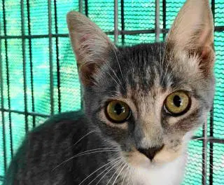 Esme - Tabby