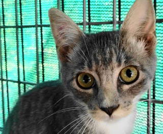 picture of the cat needing adoption