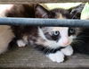 adoptable Cat in frankston, TX named Ellia