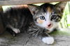 adoptable Cat in frankston, TX named Isabel