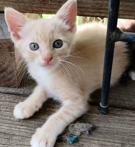 adoptable Cat in Frankston, TX named Dempsey
