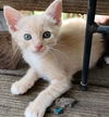 adoptable Cat in frankston, TX named Dempsey