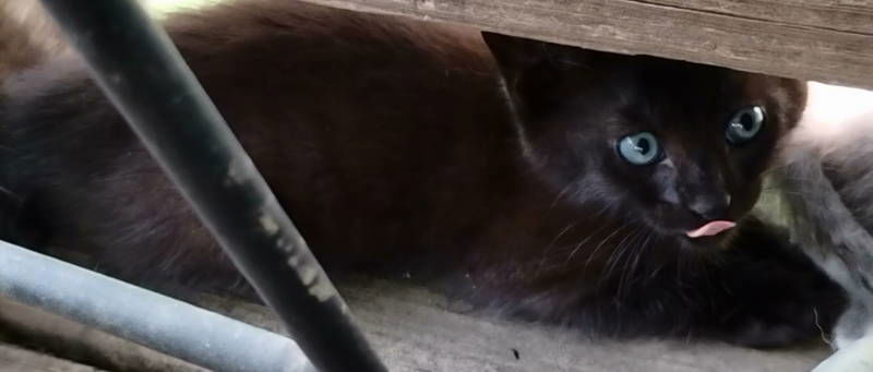 adoptable Cat in Frankston, TX named Geordie