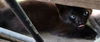 adoptable Cat in frankston, TX named Geordie